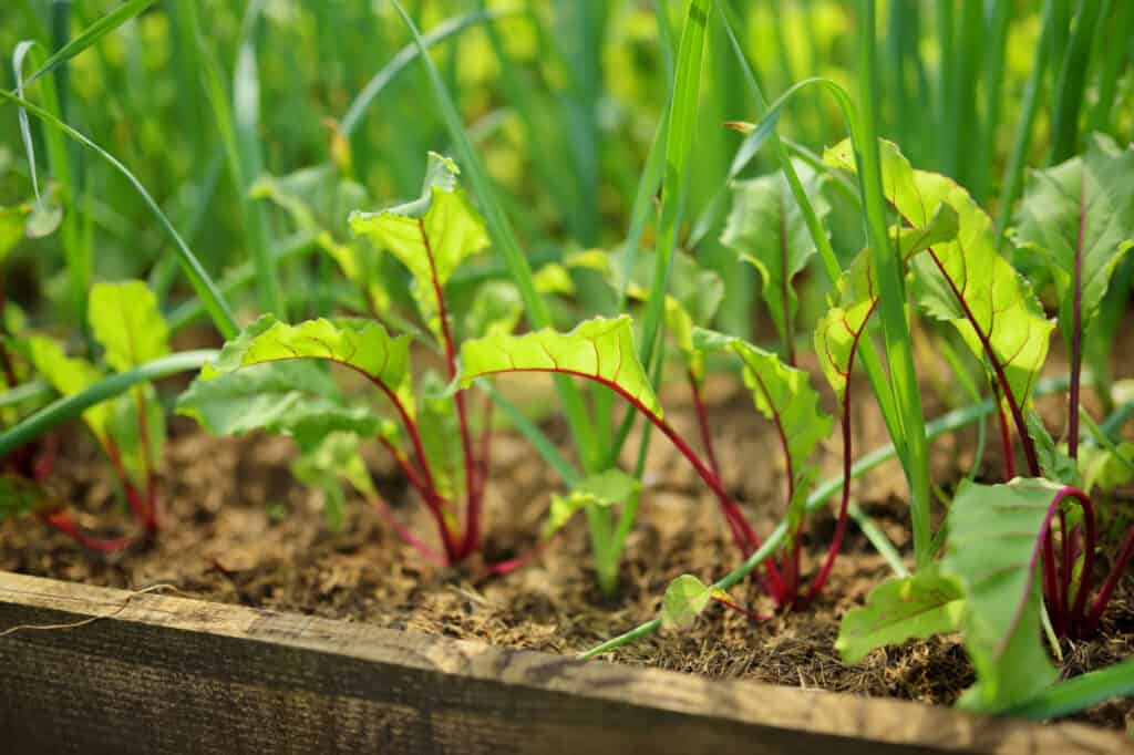 garden planted beet seedlings