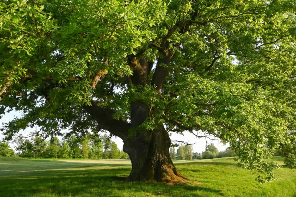 english oak tree