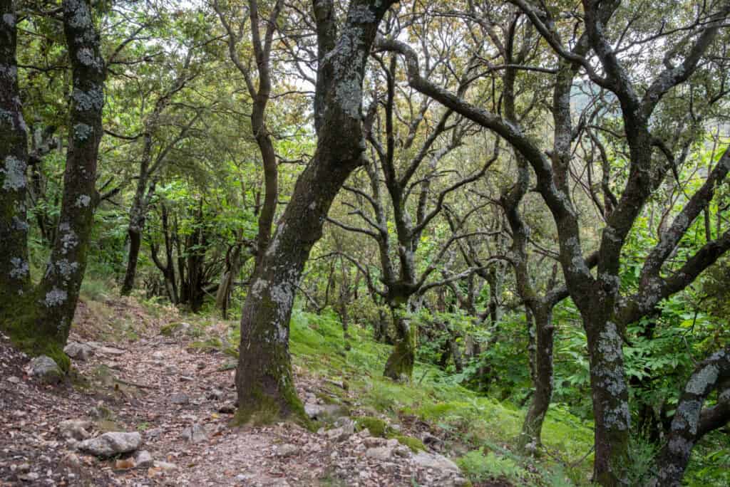 Plant growth is stunted by oak trees.