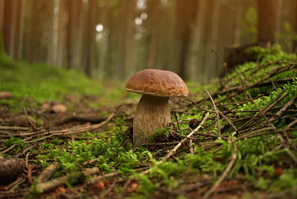 Boletus edulis, porcini mushroom