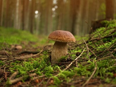 A Discover 10+ Different Types of Wild, Edible Mushrooms