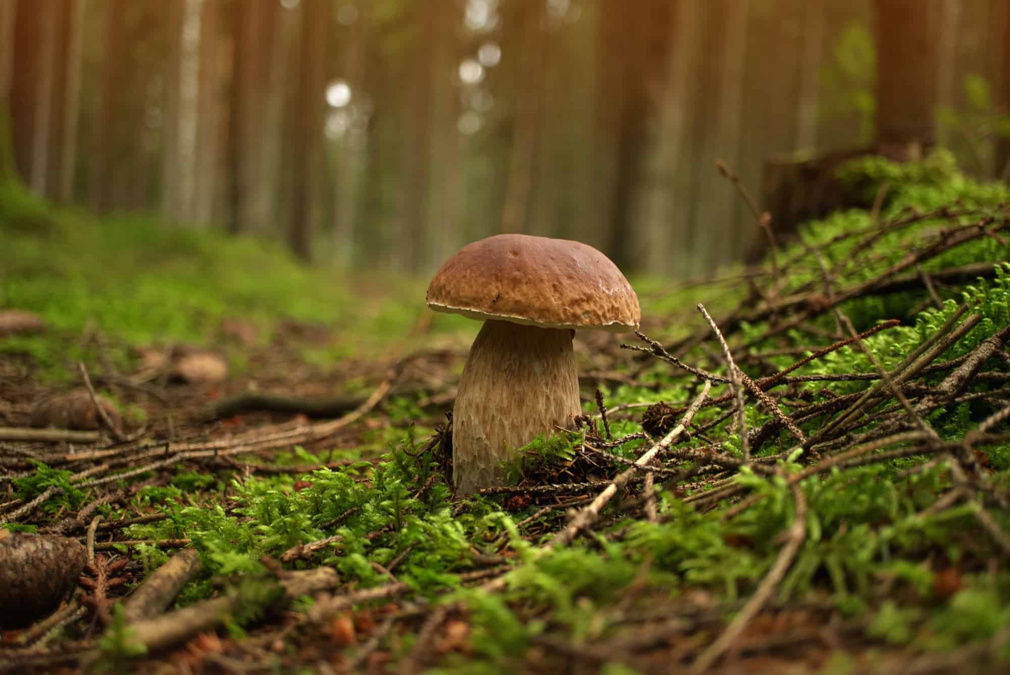single bolete mushroom in forest