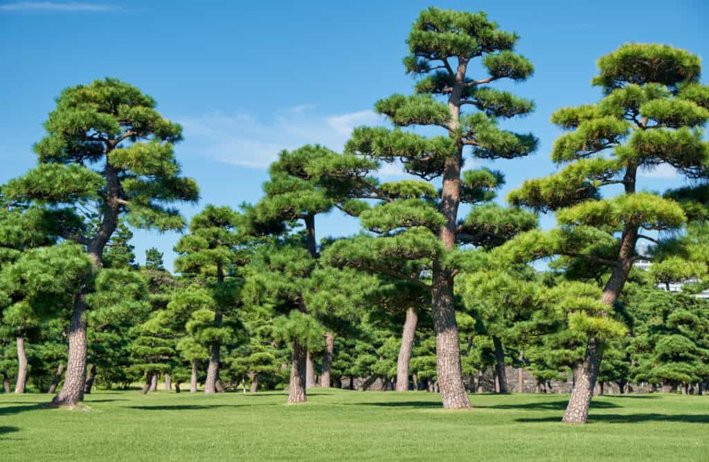 japanese black pines in park