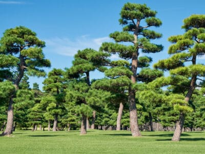 A 8 Ancient Trees Native to Japan