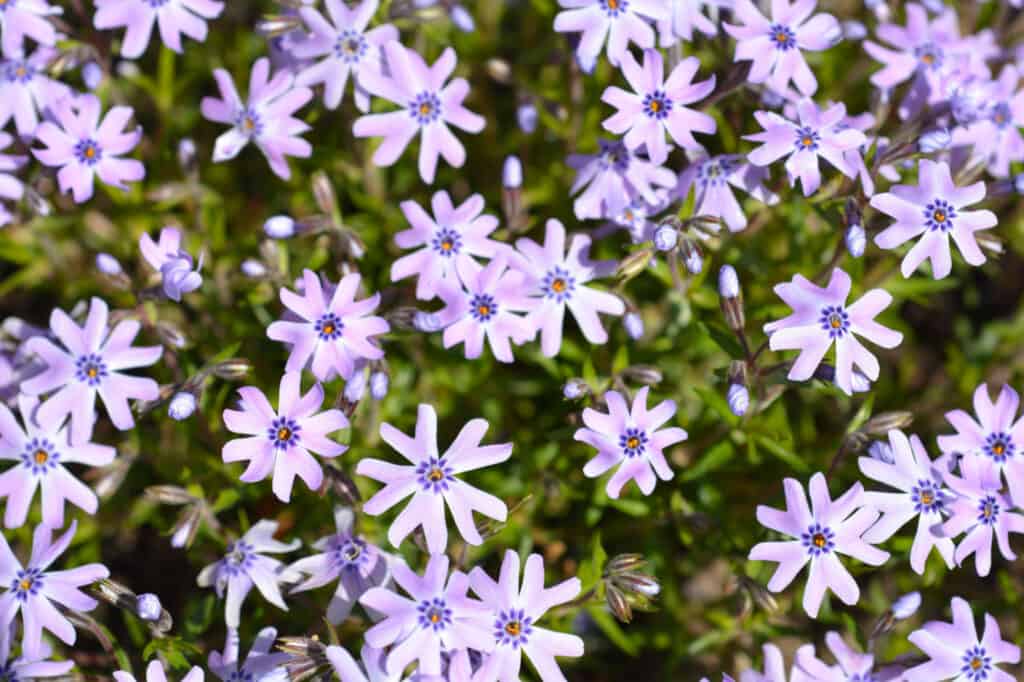 violet creeping phlox flowers