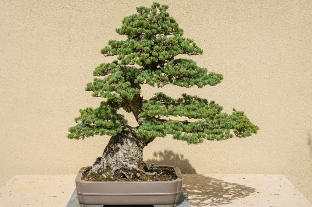 Expensive Bonsai Trees