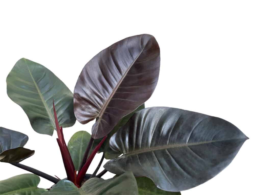 black philodendron plant on white background