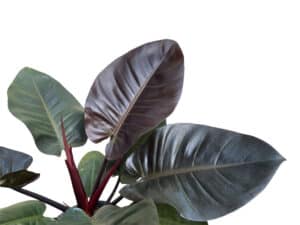Caring for Your Black Cardinal Philodendron: 7 Tips for a Healthy Plant Picture