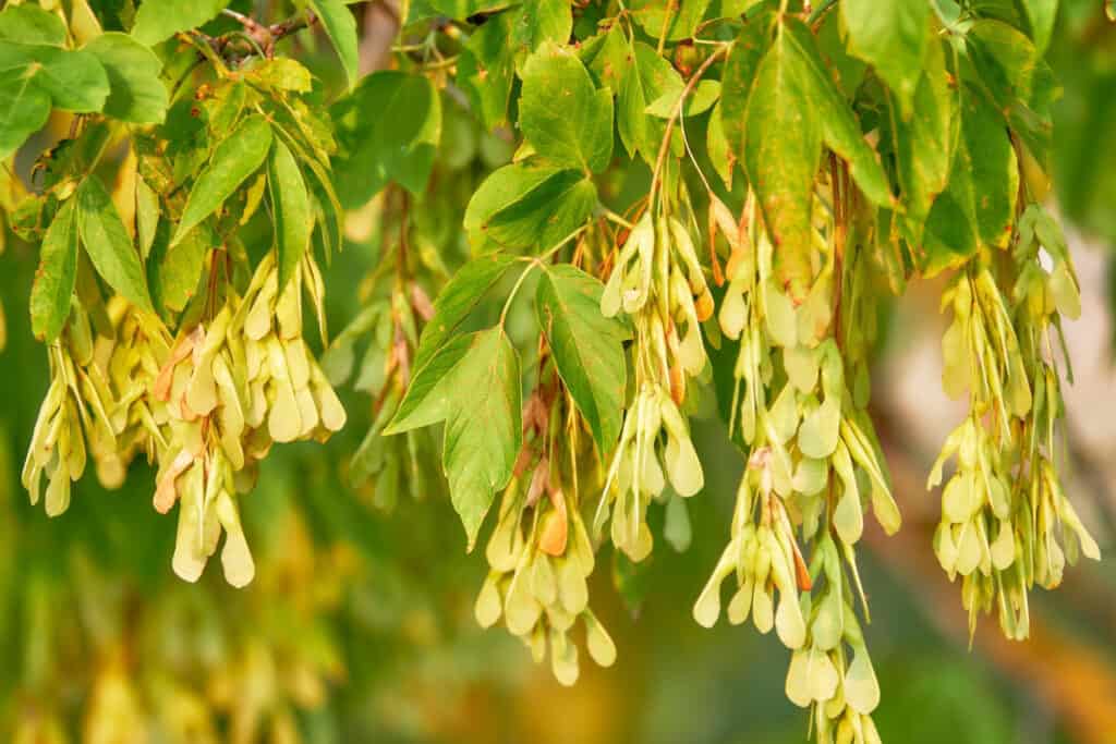 closeup boxelder maple seeds