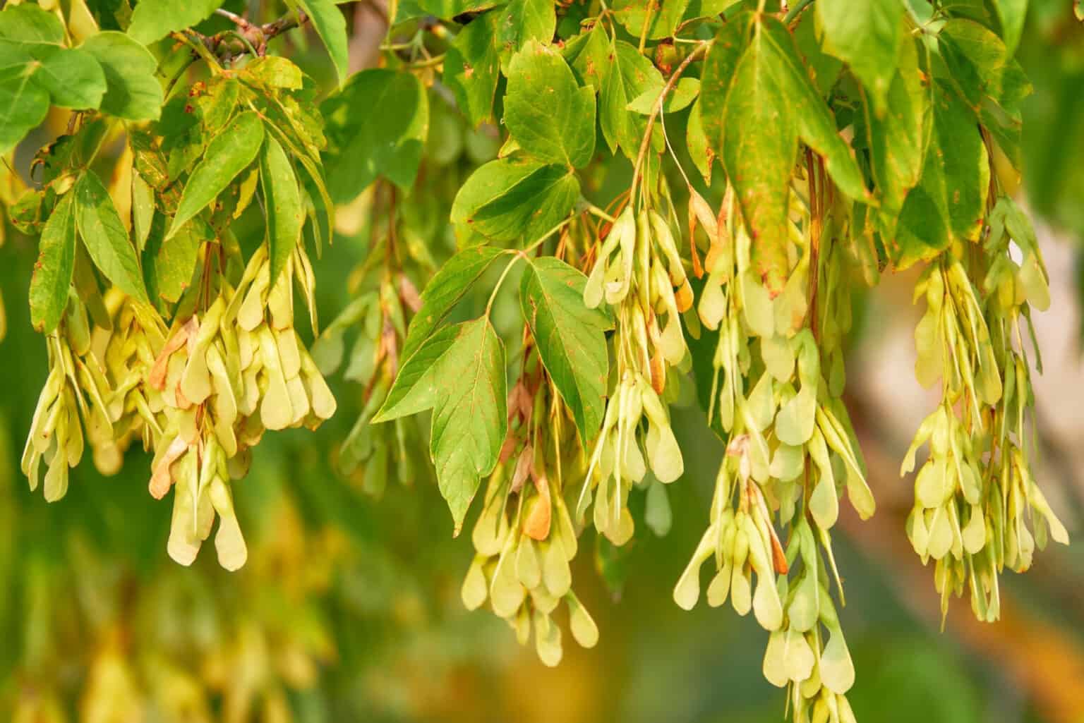 Box Elder vs. Poison Ivy: How to Tell Them Apart and Stay Safe Outdoors ...