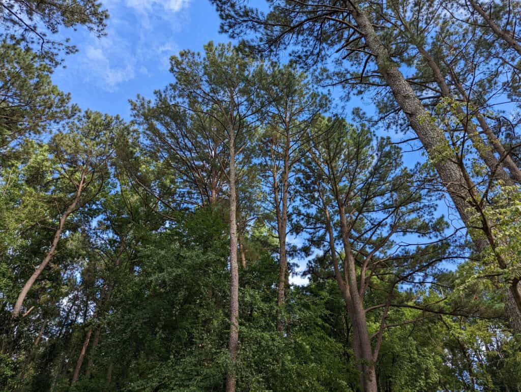 loblolly pine forest