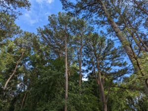 Discover the Tallest Tree in Texas – A Towering 138-Foot Behemoth Picture