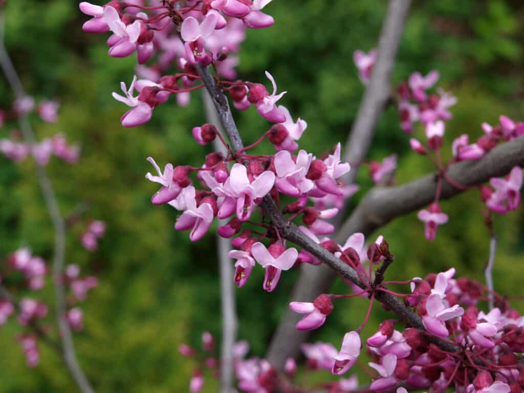 close up forest pansy redbud flowers