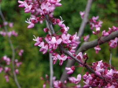 A Forest Pansy Redbud vs Eastern Redbud: What’s the Difference?