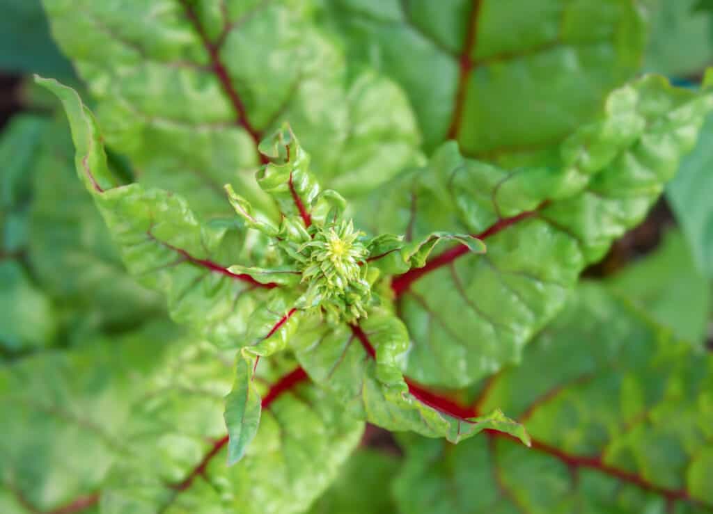 Swiss chard bolting, close up. Top view of Ruby Red Swiss Chard plant with early flower buds forming from heat of drought. 