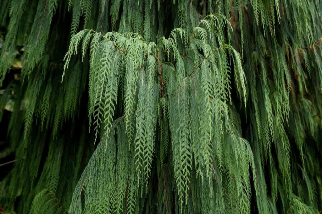 types of cypress trees