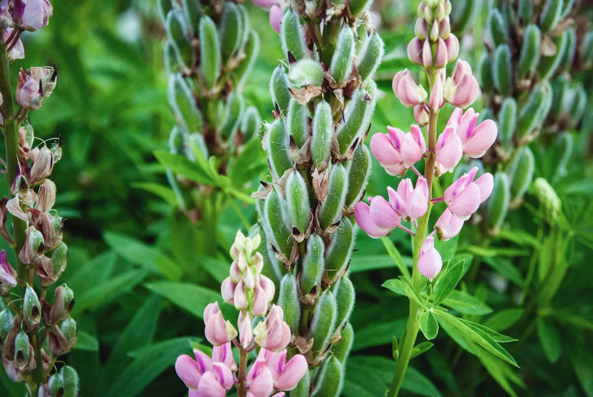 Lupine Seeds: Grow This Beautiful Wildflower In Your Own Garden - A-Z ...