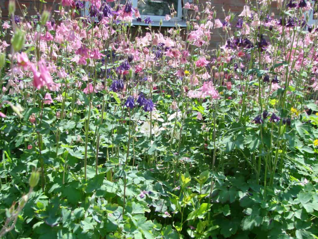 columbine in garden