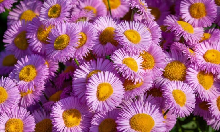 5 Flowers to Plant in September - A-Z Animals
