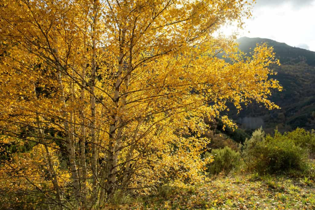 Types Of Birch Trees