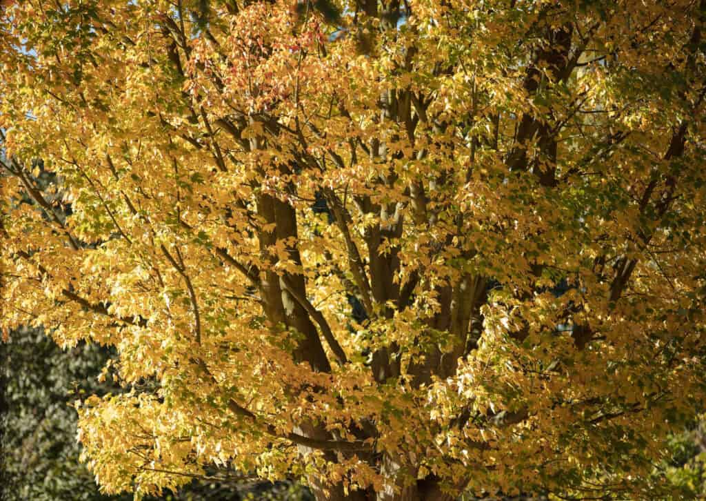 black maple tree