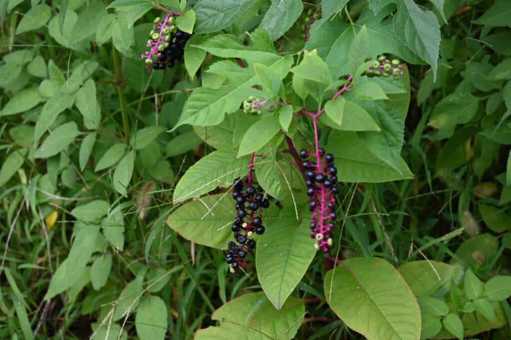 pokeweed berries on plant