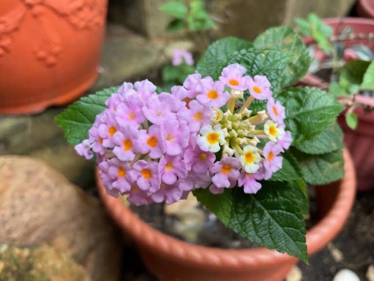 potted lantana flowers