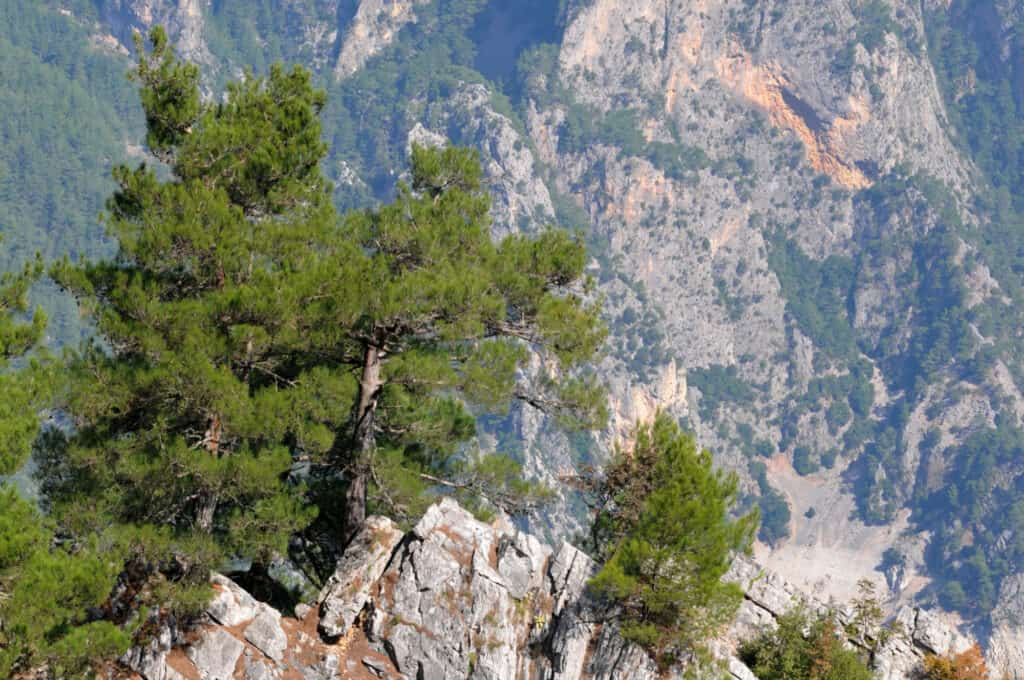 turkish pines growing on mountain