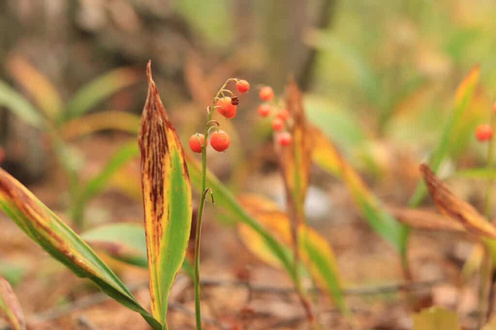 Berries On Lily Of The Valley Plant: Can You Plant Lily Of The