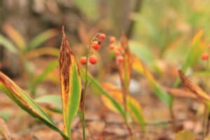 9 Native Plants in West Virginia Picture