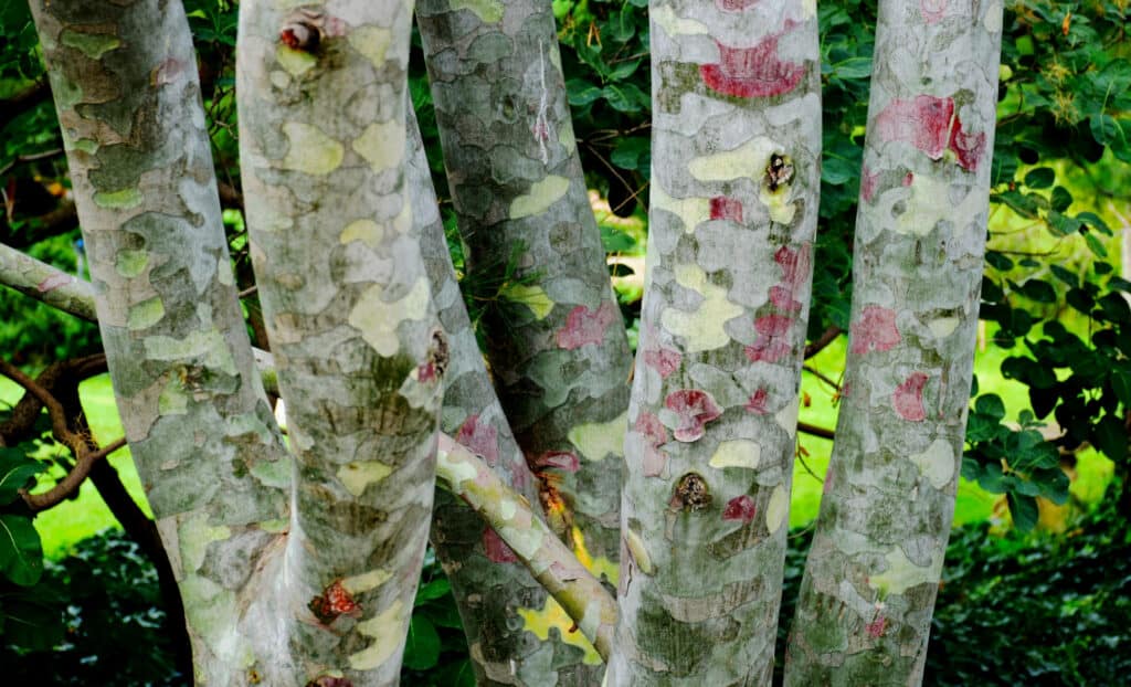 Types of Pine Trees