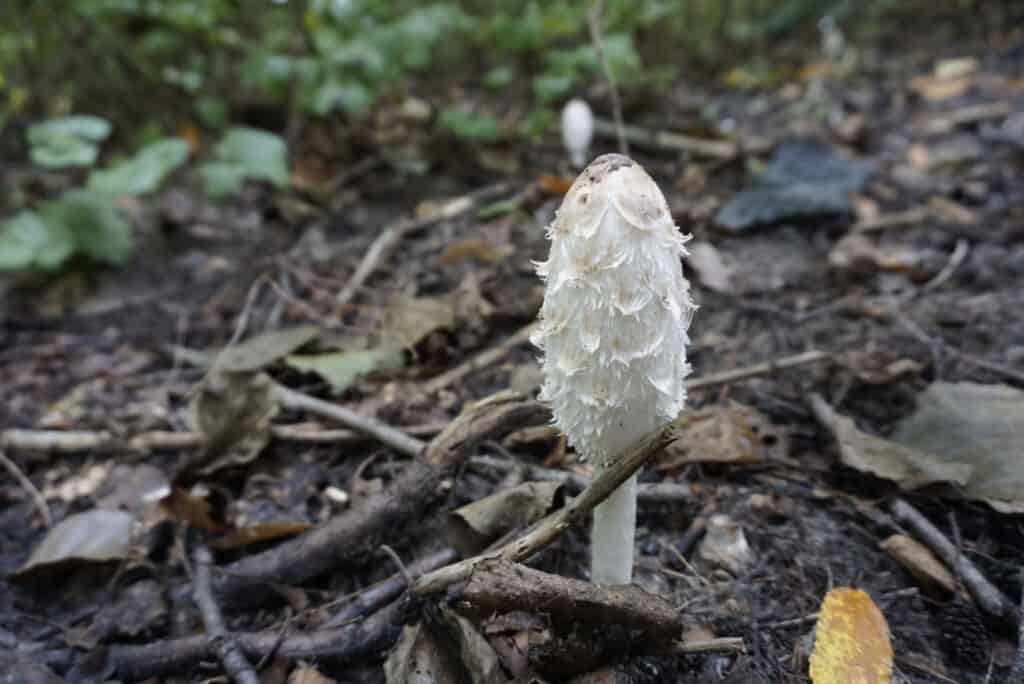 single shaggy mane mushroom in forest