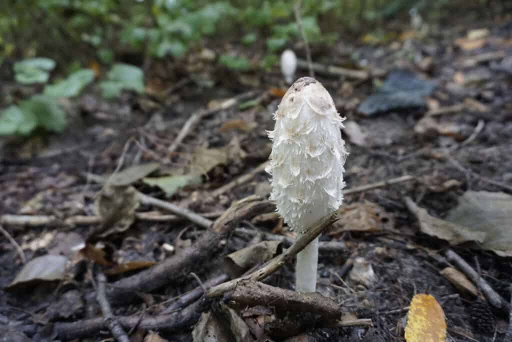 Single shaggy mane mushroom in forest