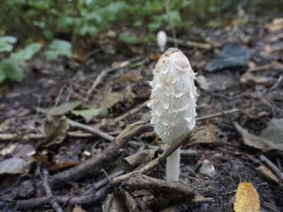 A Shaggy Mane Mushrooms: A Complete Guide