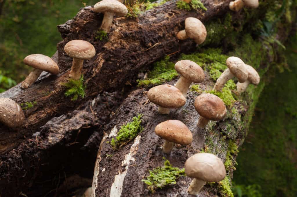 shiitake mushrooms growing on wood