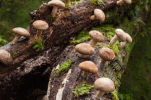 Chanterelles vs. Shiitake Mushrooms Picture