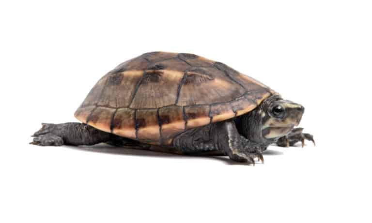 What Do Mud Turtles Eat? - A-Z Animals