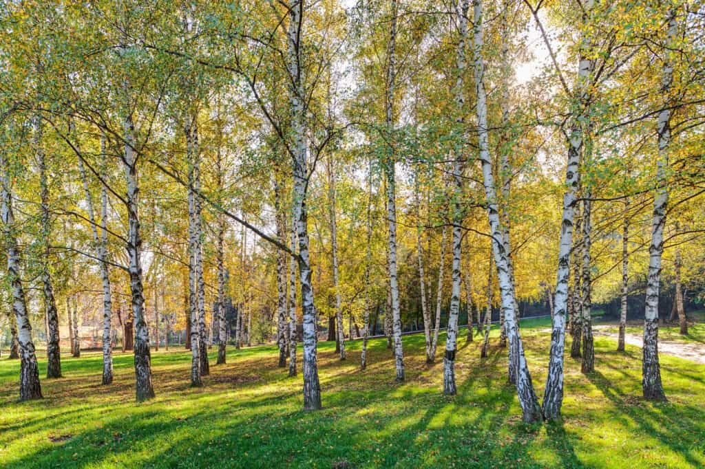 park of silver birches
