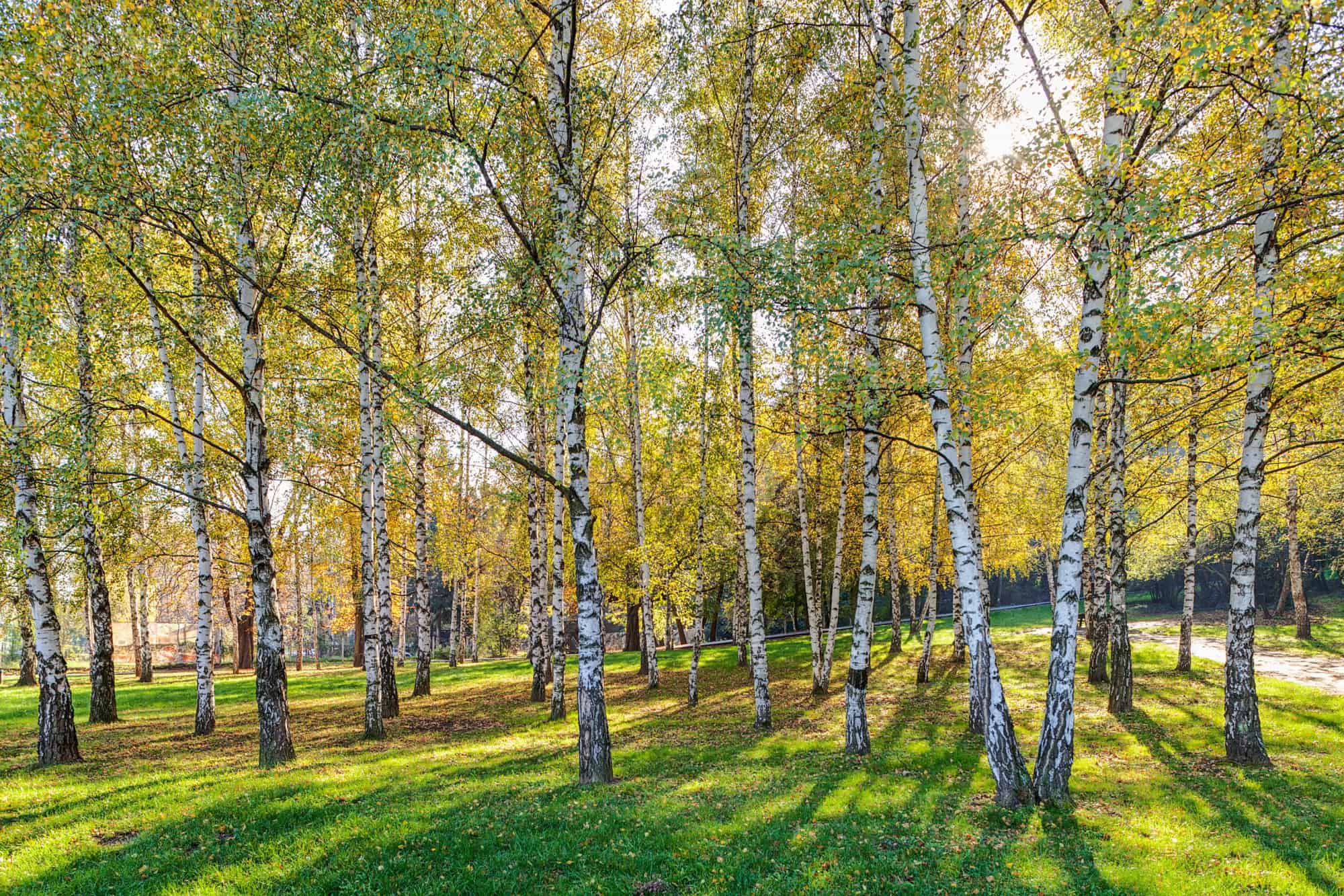 Discover The 10 Different Types Of Birch Trees - A-Z Animals