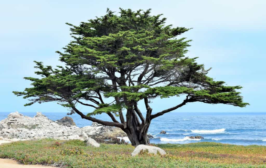 types of cypress trees