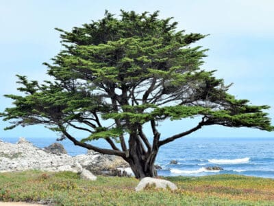 A Discover The 9 Different Types of Cypress Trees