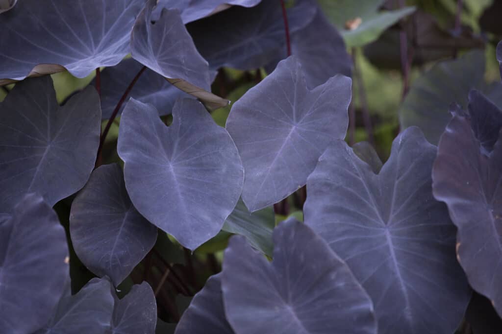 Black Houseplants