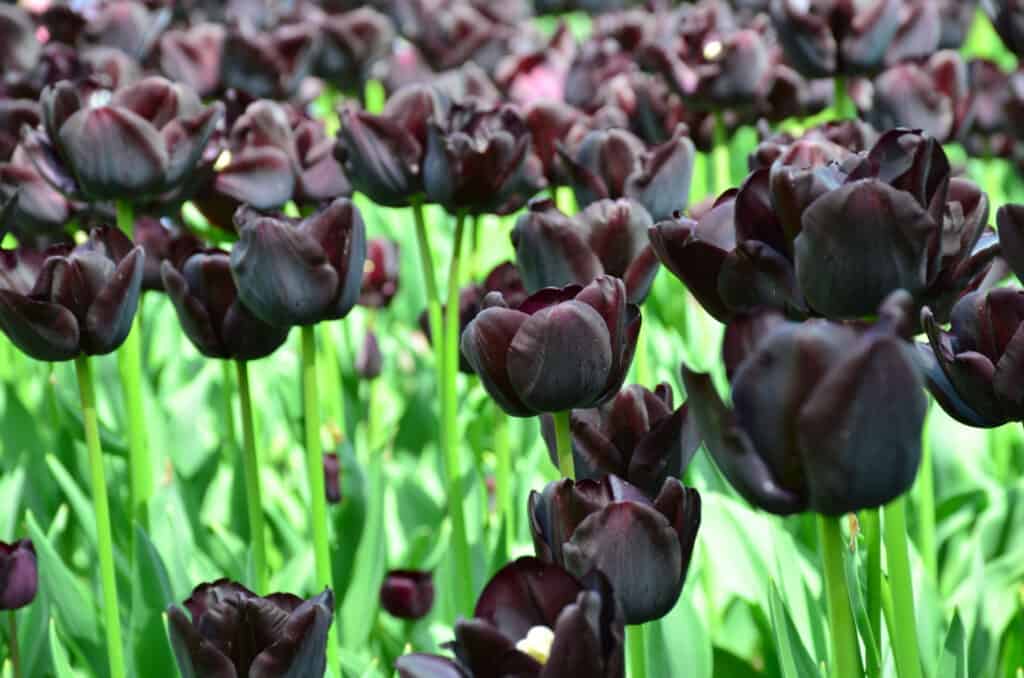 field of queen of the night tulips