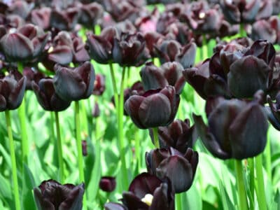 A Discover the Best Black Flowers and Plants for Your Garden
