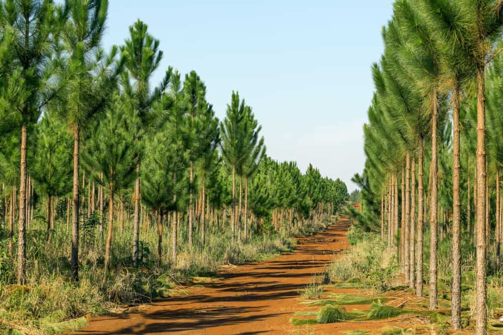 slash pine grove