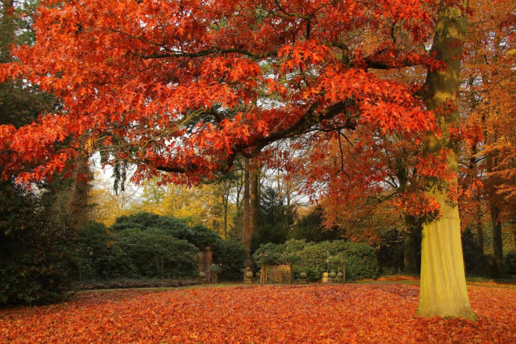 scarlet oak in park