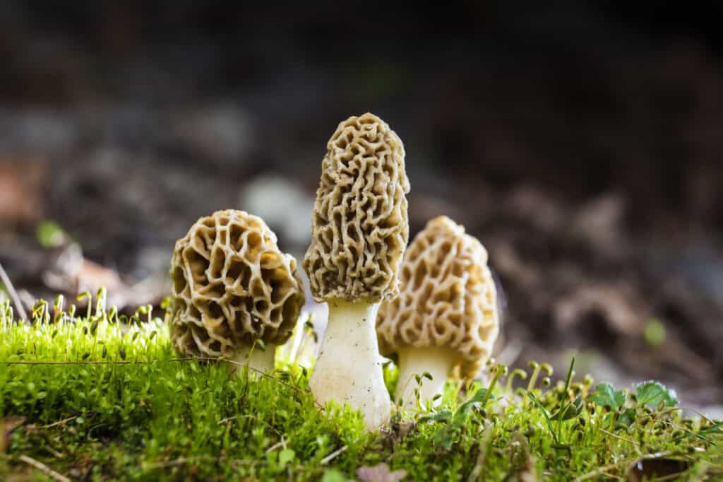 Morel mushrooms have cap with honeycomb ridges