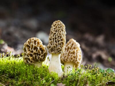 A Types of Morel Mushrooms