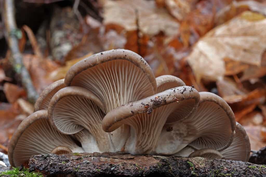 oyster mushroom in wild
