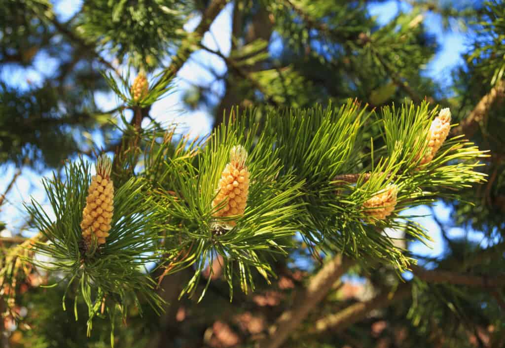 Eastern white pine tress are common in Michigan